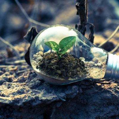pexels-photo-1108572-1108572 A small plant sprouts in soil inside a light bulb, symbolizing eco-friendly and sustainable growth.